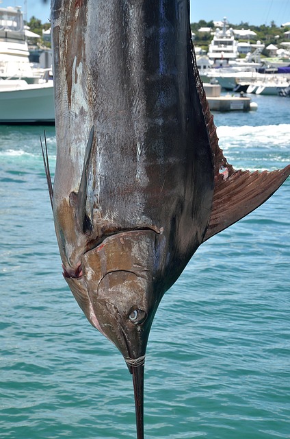 Marlin Meat Guide: Taste, Cooking Tips & Sustainability